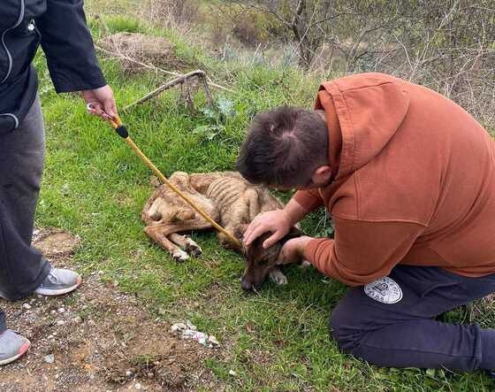 Καλύτερα στην υγεία της η κοκαλιασμένη σκυλίτσα που βρέθηκε σε βουνό της Αλεξανδρούπολης